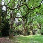 Szarvasi Arborétum Szarvas - 