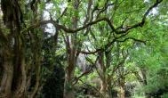 Szarvasi Arborétum Szarvas -  Szarvasi Arborétum Szarvas -