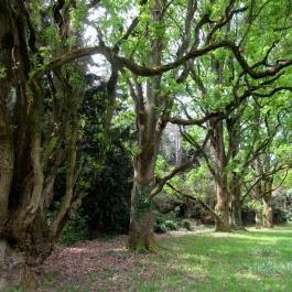 Szarvasi Arborétum, Szarvas - 