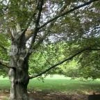 Szarvasi Arborétum Szarvas - 