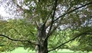 Szarvasi Arborétum Szarvas -  Szarvasi Arborétum Szarvas -