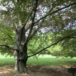 Szarvasi Arborétum, Szarvas - 