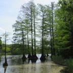 Szarvasi Arborétum Szarvas - 