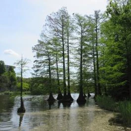 Szarvasi Arborétum, Szarvas - 
