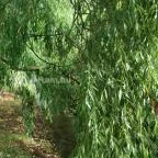 Tapolca-forrás Tanösvény Pápa - Egyéb