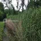 Tapolca-forrás Tanösvény Pápa - Egyéb