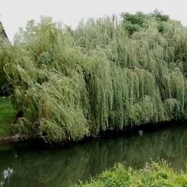 Thermal Hotel Superior Mosonmagyaróvár, Mosonmagyaróvár - Egyéb