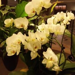 Thermal Hotel Visegrád, Visegrád - Belső