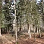 Tiszakürti Arborétum Kalandpark Tiszakürt - 