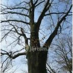 Tiszakürti Arborétum Kalandpark Tiszakürt - 