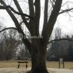 Tiszakürti Arborétum Kalandpark Tiszakürt - 