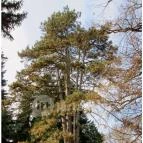 Tiszakürti Arborétum Kalandpark Tiszakürt - 