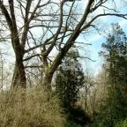 Tiszakürti Arborétum Kalandpark Tiszakürt - 