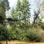 Tiszakürti Arborétum Kalandpark Tiszakürt - 