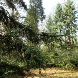 Tiszakürti Arborétum Kalandpark Tiszakürt - Egyéb