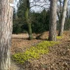 Tiszakürti Arborétum Kalandpark Tiszakürt - 