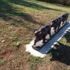 Zselici Csillagpark Zselickisfalud - 