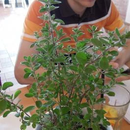 Katlan Tóni Vendéglője A Malomhoz Veresegyház - Egyéb