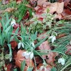 Hotel Arborétum Harkány - Környék