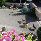 Bényei Fogadó és Étterem Erdőbénye - Medence/kert