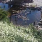 Hévíz Resort & Spa Cserszegtomaj - Környék