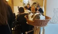 Cat Café - Révay utca Budapest - Egyéb