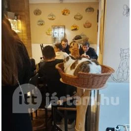 Cat Café - Révay utca Budapest - Egyéb