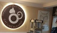 Cat Café - Révay utca Budapest - Egyéb