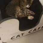 Cat Café - Révay utca Budapest - Egyéb