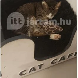 Cat Café - Révay utca Budapest - Egyéb