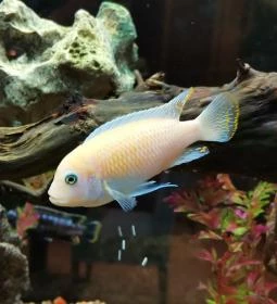 Rizzo Étterem és Pizzéria