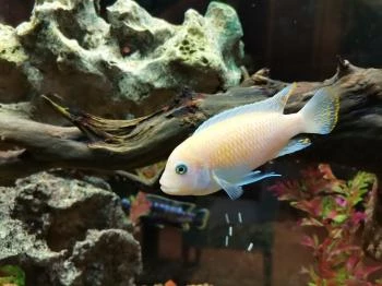 Rizzo Étterem és Pizzéria Esztergom