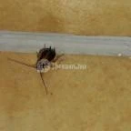 Club Mendan Apartmanház Zalakaros - Egyéb