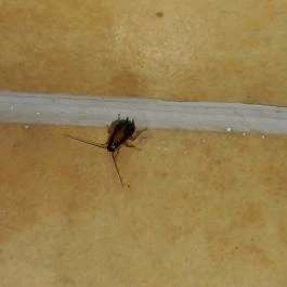 Club Mendan Apartmanház, Zalakaros - Egyéb