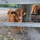 Magán Zoo Felsőlajos - Egyéb