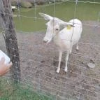 Magán Zoo Felsőlajos - Egyéb