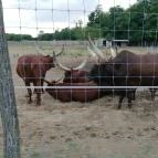 Magán Zoo Felsőlajos - Egyéb