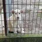 Magán Zoo Felsőlajos - Egyéb