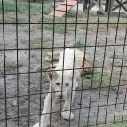 Magán Zoo Felsőlajos - Egyéb