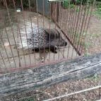 Magán Zoo Felsőlajos - Egyéb