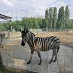 Magán Zoo Felsőlajos - Egyéb