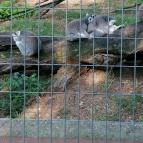 Magán Zoo Felsőlajos - Egyéb