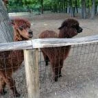 Magán Zoo Felsőlajos - Egyéb