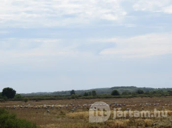 Begécsi-Víztározó Biharugra