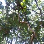 Pécsi Állatkert Pécs - 