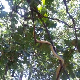 Pécsi Állatkert, Pécs - 