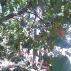 Pécsi Állatkert Pécs - 