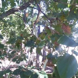 Pécsi Állatkert, Pécs - 