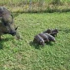 Noé Kertje Élménypark Eger - Egyéb