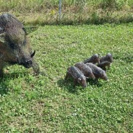 Noé Kertje Élménypark, Eger - Egyéb